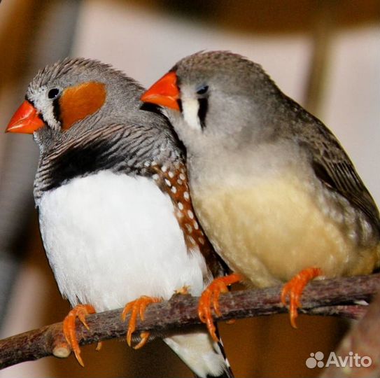 Зебровые амадины