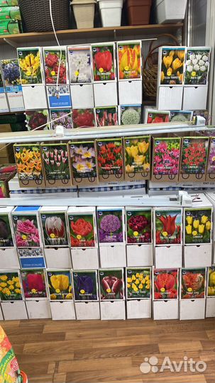 Луковичные растения