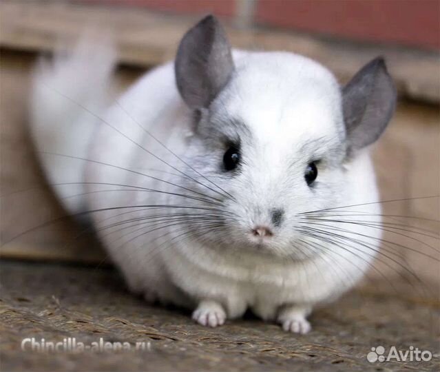 Шиншиллы, кролики, морские свинки