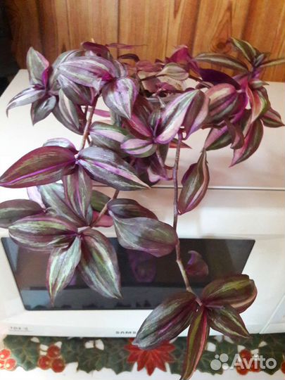 Традесканция