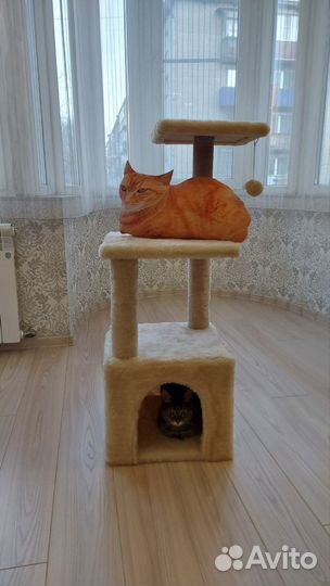 Домик для кошки, когтеточка новый