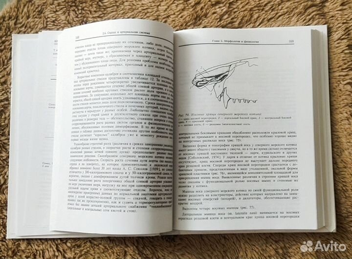 Северный морской котик. Систематика Морфология