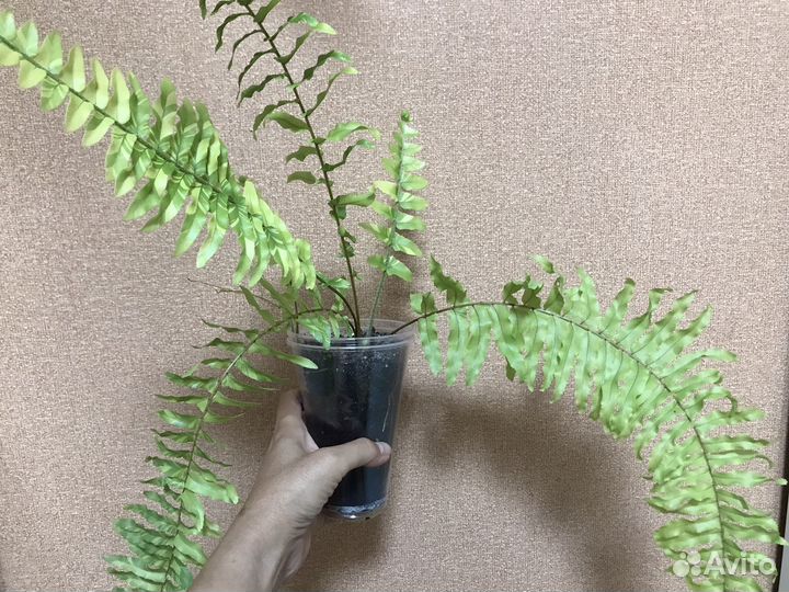 Папоротник вариегатный Тигр