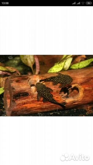 Гуппи, анциструсы