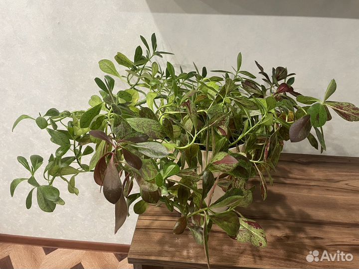 Синадениум