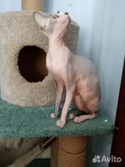 Канадский сфинкс