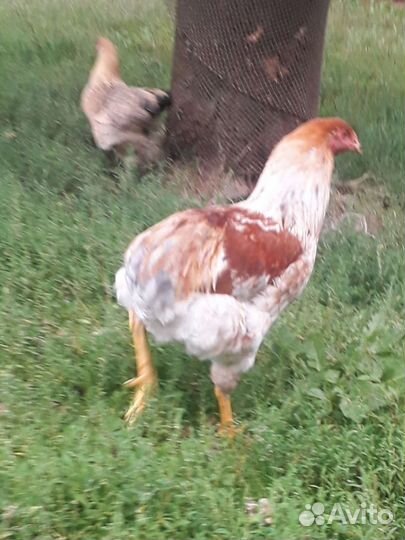 Петушок амераукан