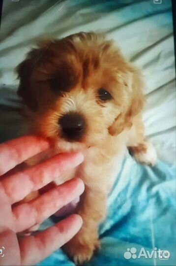 Хохла-пудель