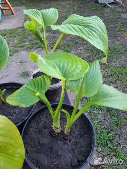 Хоста растёт в тени