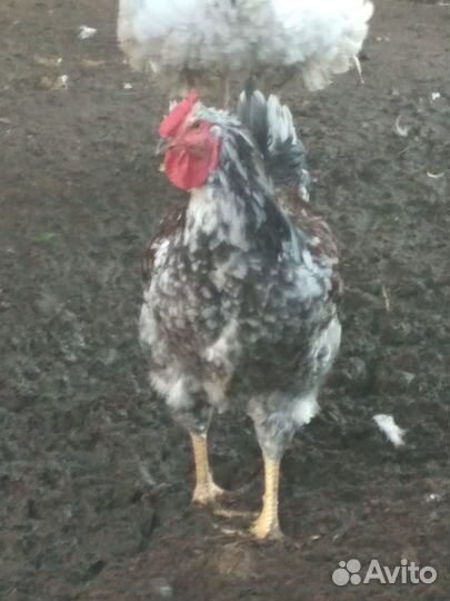 Цыплята ливенских ситцевых, Билефельдеры,Петух
