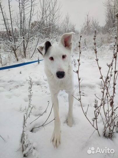 Пес Кокос ждет своего хозяина в приюте