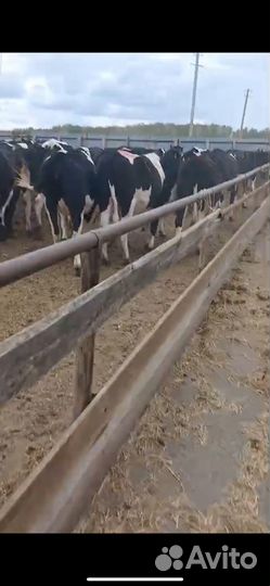 Нетели черно-пестрые 100 голов