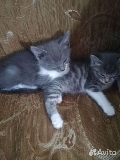 Котята в добрые руки бесплатно
