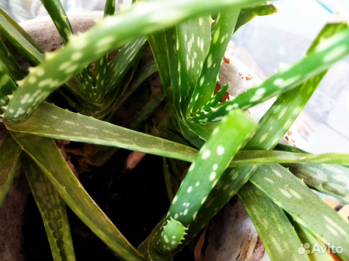Кактус сансивьерия алое денежное дерево суккуленты