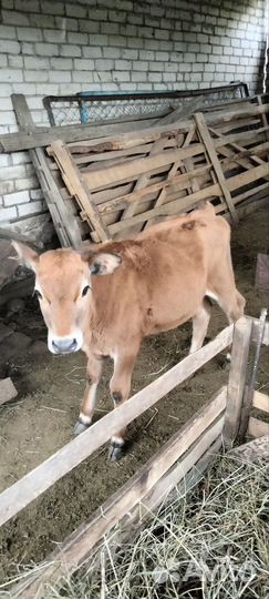 Тёлочки 6 месяцев