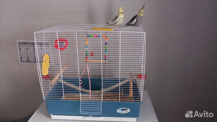 Попугай корелла