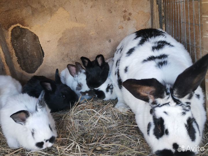 Крольчата