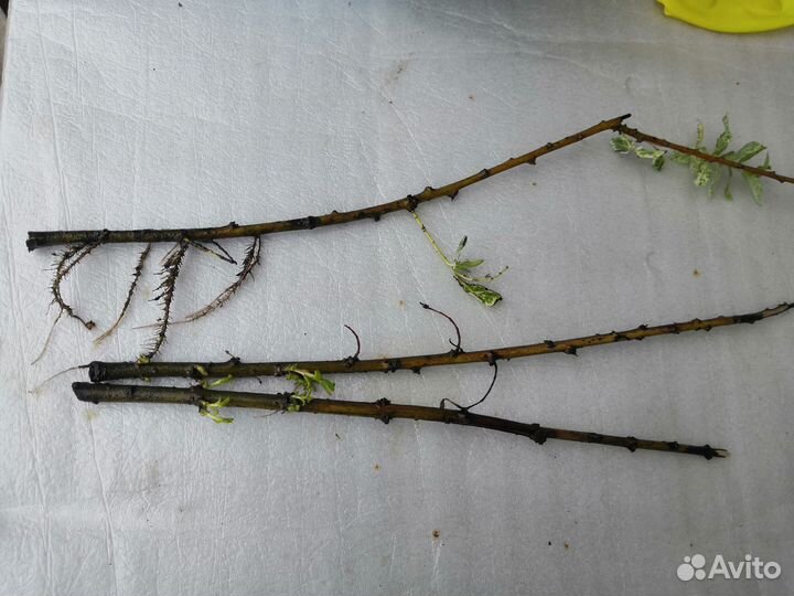 Ива Хакуро Нишики (черенки)