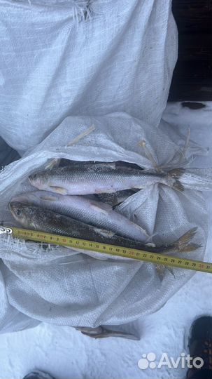 Свежая корюшка, ряпушка, навага и омуль Карский