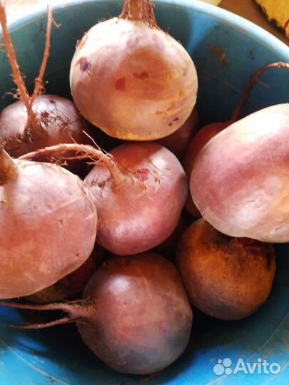 Квашенная капуста, солёные огурцы, свёкла