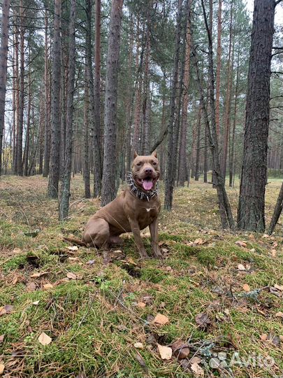 Ошейник с шипами