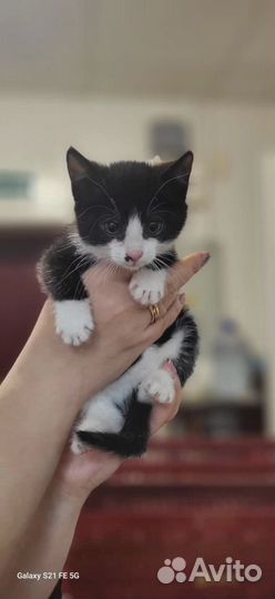 Котенок ищет дом