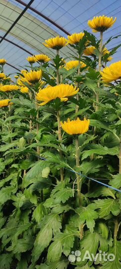 Хризантема