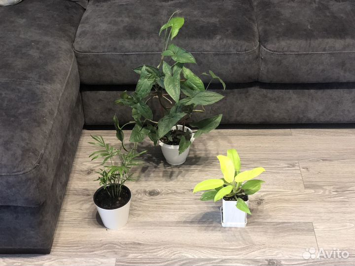 Домашние цветы, много на выбор, смотрите в профиле