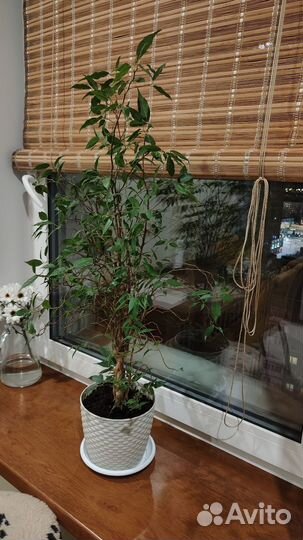 Фикус бенджамина