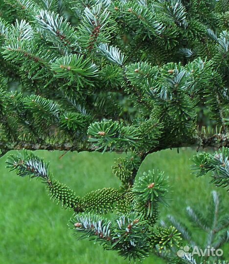 Пихта корейская, П.Фрайзера, П.сахалинская, семена