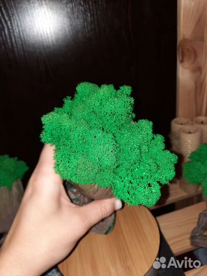 Кашпо с мхом, кашпо, Грут