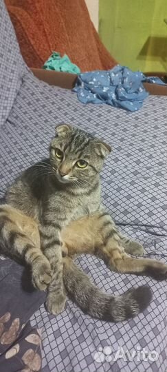 Вислоухий кот