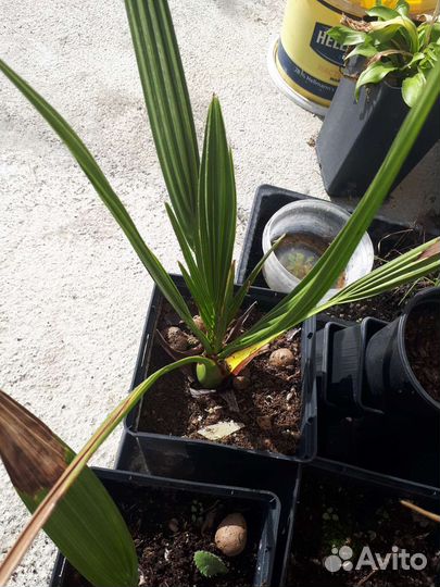 Пальмы финиковые в контейнерах