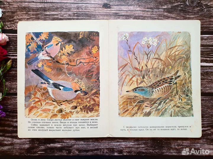 Снегирев. Как птицы к зиме готовятся. 1988 г