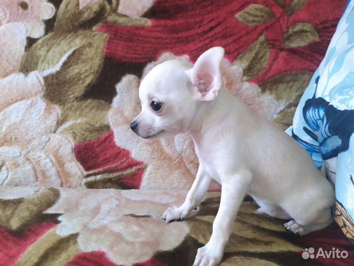 Той-терьер мальчик