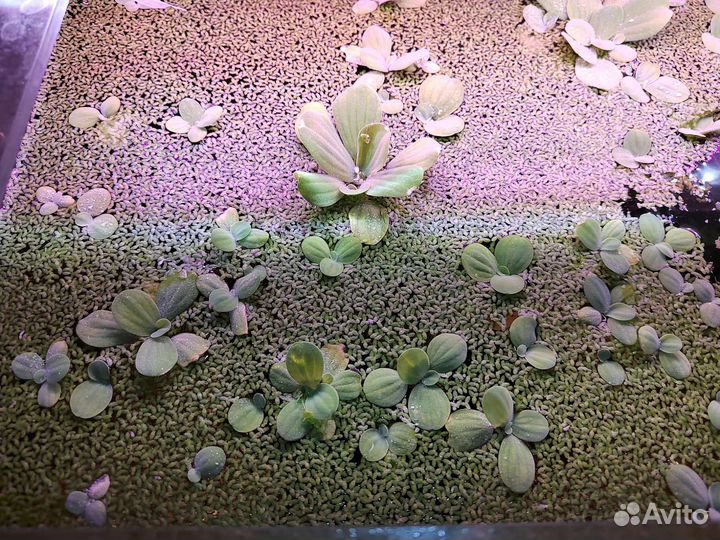 Растение для аквариума лимнобиум и прополка