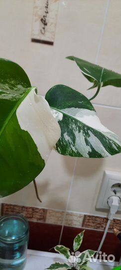 Монстера вариегатная альба