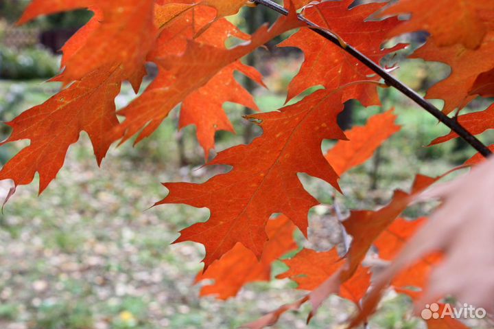 Дуб Красный