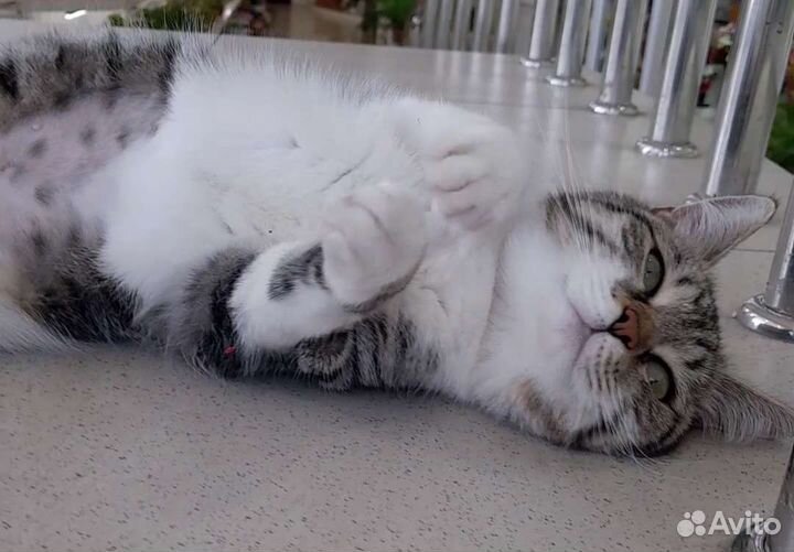 Ищу любящего хозяина