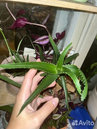 Растения бесплатно