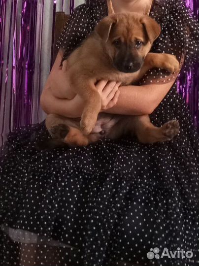 Щенок в добрые руки девочка