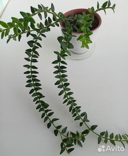 Хойя Вибелла (Hoya Weebella)