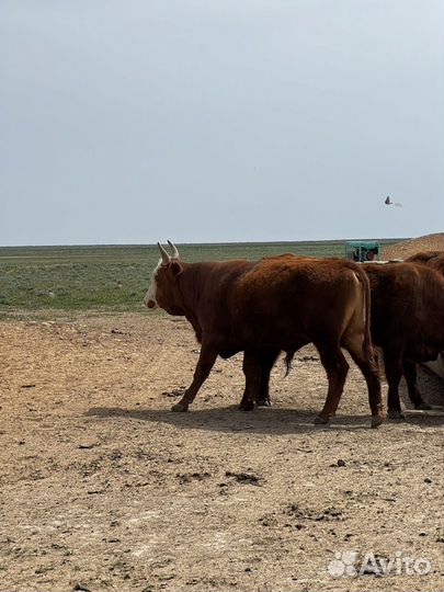 Быки на племя