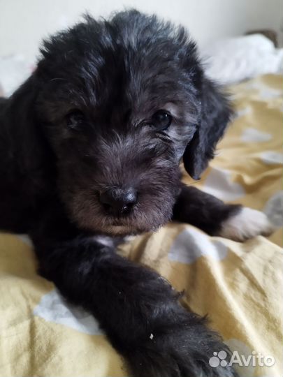 Щенок 1 мес мальчик