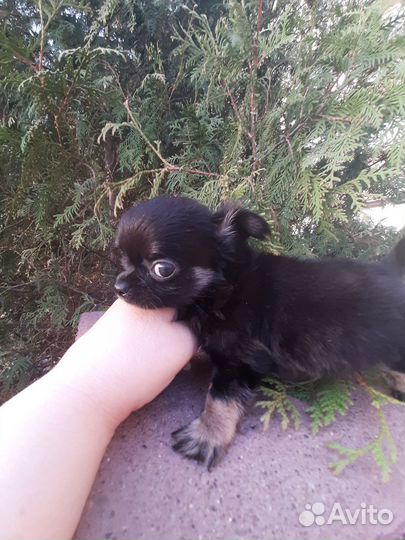 Щенки чихуахуа