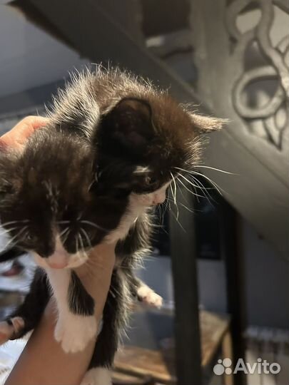 Котята мышеловы