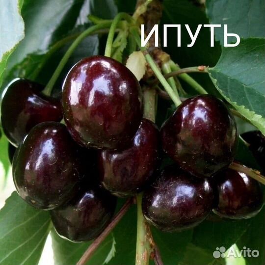 Черешня саженцы