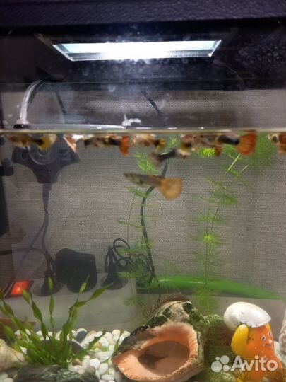 Аквариумные рыбки гуппи