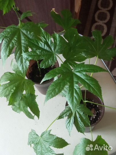 Абутилон Тигровый глаз