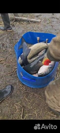 Продажа живая рыба